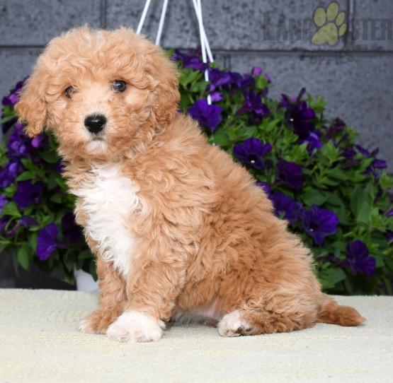 Bichpoo For Sale Image eClassifieds4u