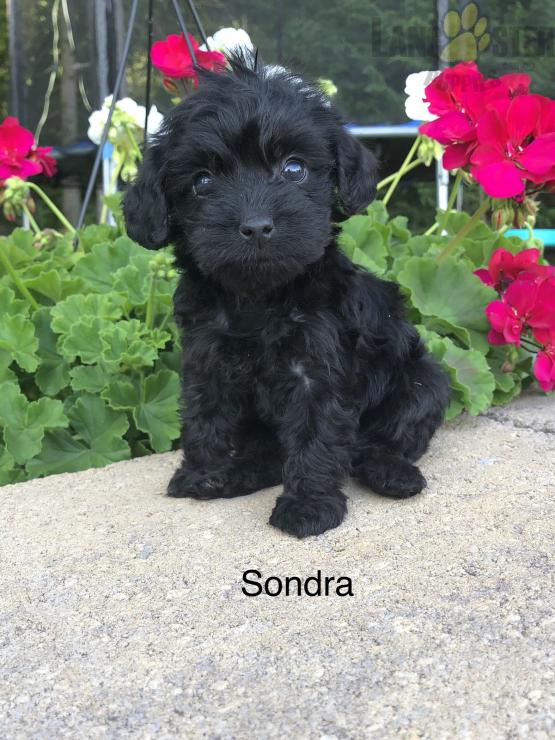 Black Yorkiepoo For Sale Image eClassifieds4u
