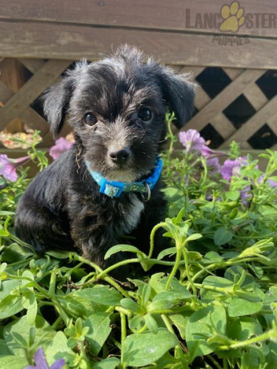 Black Yorkiepoo For Sale Image eClassifieds4u