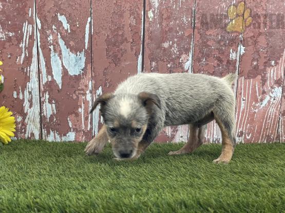 Blue Heeler For Sale Image eClassifieds4u