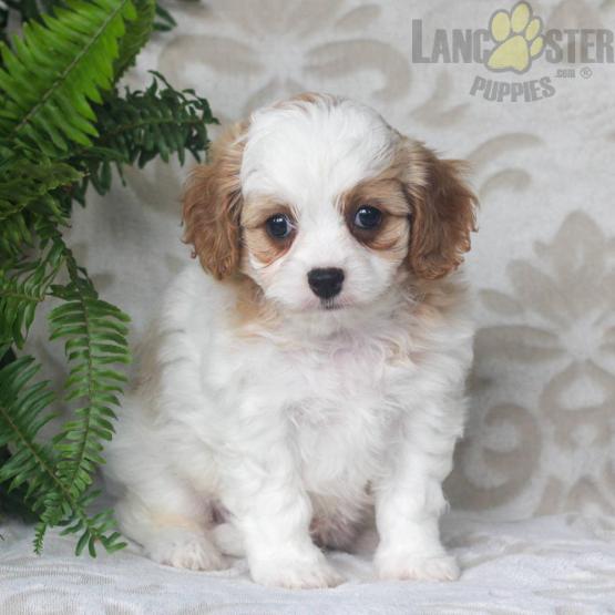 Cavachon For Sale Image eClassifieds4u