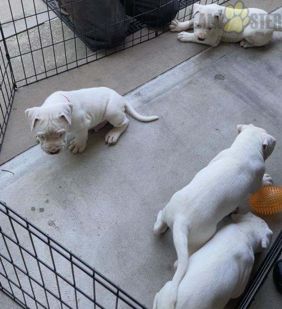 Dogo Argentino (Argentino Mastiff) For Sale Image eClassifieds4u