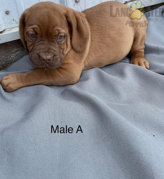 Dogue de Bordeaux (French Mastiff) For Sale Image eClassifieds4u