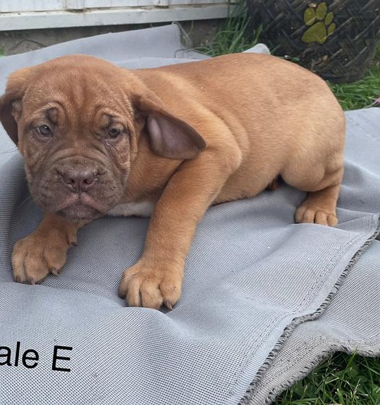Dogue de Bordeaux (French Mastiff) For Sale Image eClassifieds4u