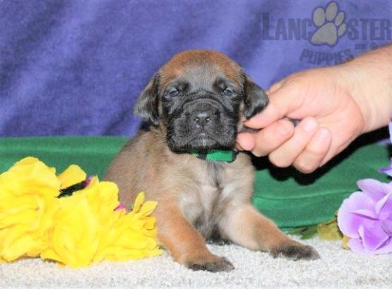 English Mastiff For Sale Image eClassifieds4u