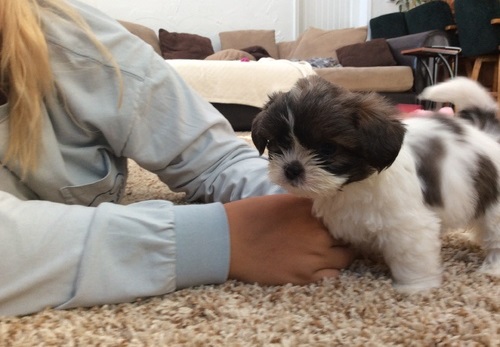 FRENCH BULLDOG PUPPY FOR ADOPTION Image eClassifieds4u