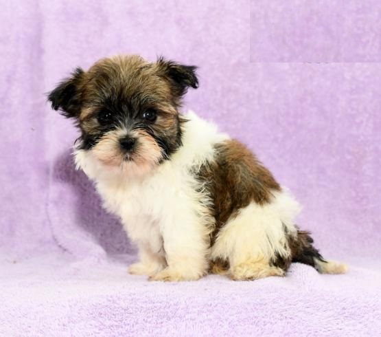 Havanese Image eClassifieds4u