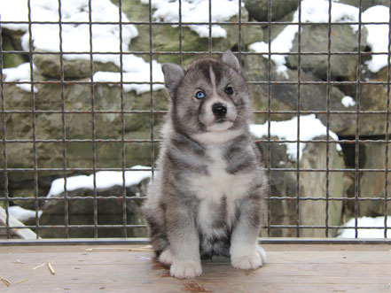 Huskimo For Sale Image eClassifieds4u