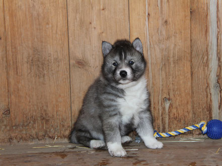 Huskimo For Sale Image eClassifieds4u