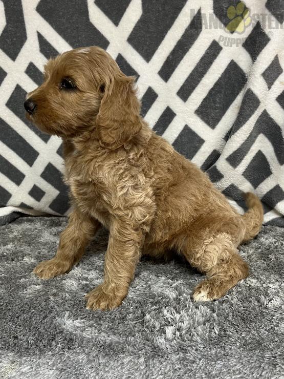 Labradoodle For Sale Image eClassifieds4u