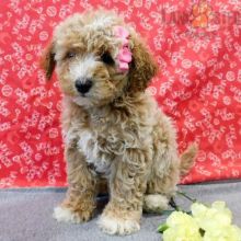 Bichpoo For Sale Image eClassifieds4U