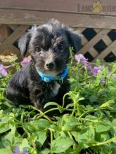 Black Yorkiepoo For Sale Image eClassifieds4U