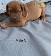 Dogue de Bordeaux (French Mastiff) For Sale Image eClassifieds4U