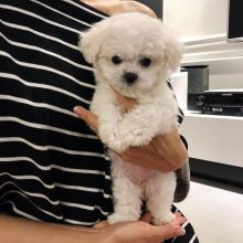 Dramatic CKC Maltese Puppies Image eClassifieds4u 1