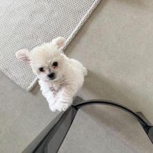 Dramatic CKC Maltese Puppies Image eClassifieds4u 2