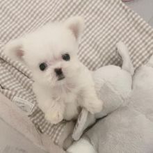 Dramatic CKC Maltese Puppies Image eClassifieds4u 3