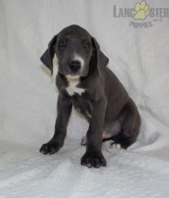 Great Dane For Sale Image eClassifieds4U
