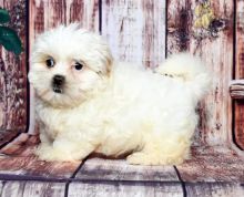 Malshi For Sale Image eClassifieds4U