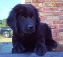 Newfoundland Puppies For Sale Image eClassifieds4U