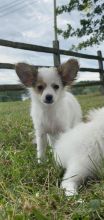 Papillon For Sale Image eClassifieds4U