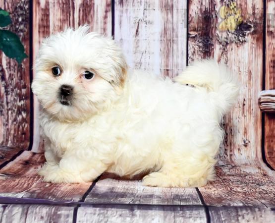 Malshi For Sale Image eClassifieds4u