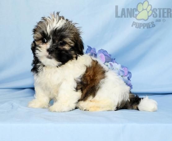 Malshi For Sale Image eClassifieds4u