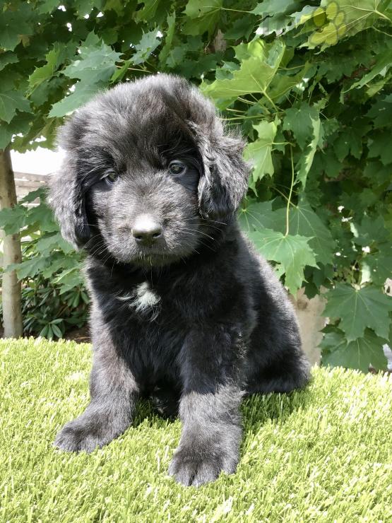 Newfoundland Puppies For Sale Image eClassifieds4u