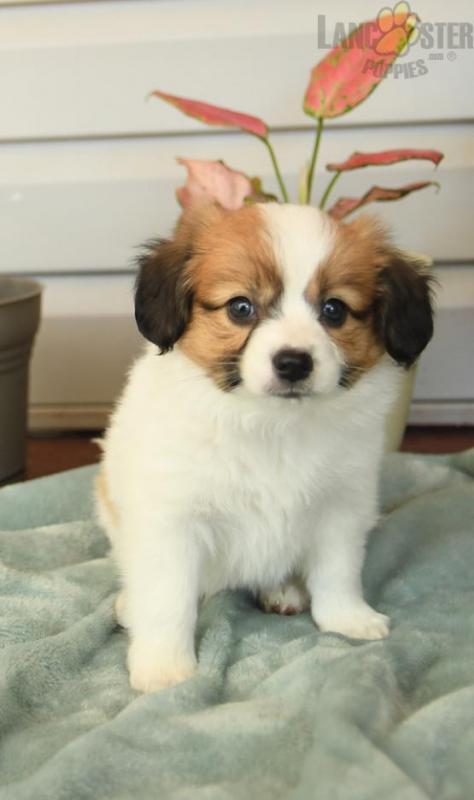 Papillon For Sale Image eClassifieds4u