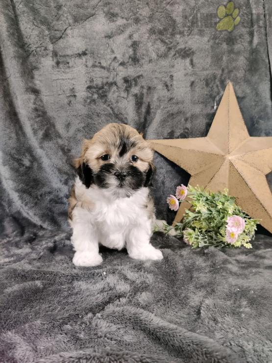 Shih-poo For Sale Image eClassifieds4u