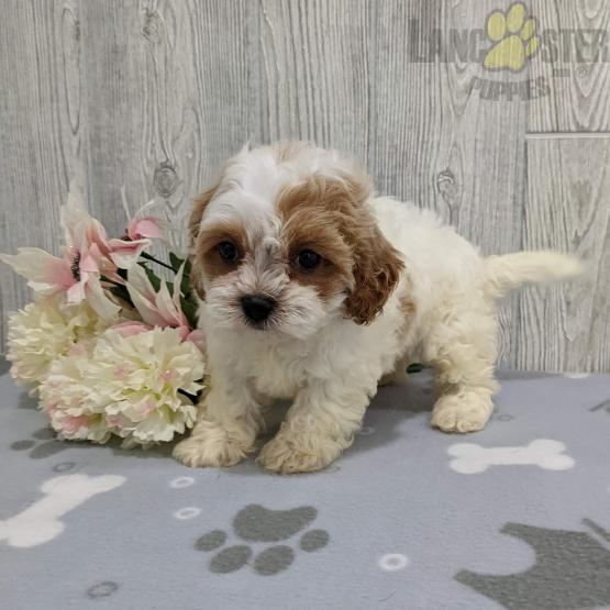 Shih-poo For Sale Image eClassifieds4u