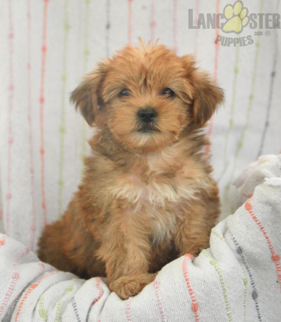 Shorkie For Sale Image eClassifieds4u