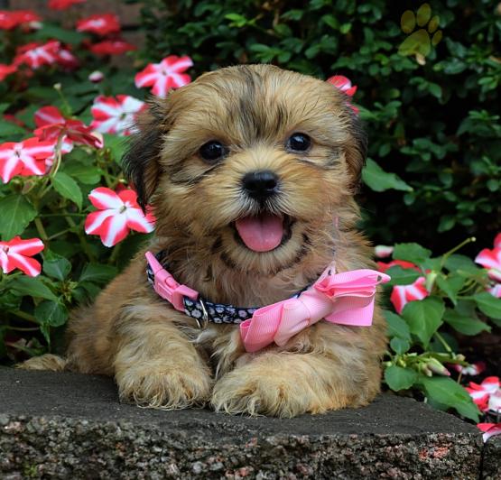 Shorkie For Sale Image eClassifieds4u