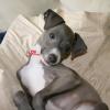 Lovely Male and Italian Greyhound Puppies, Email manuellajustin986@gmail.com