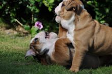 Male and female English Bulldog puppies available! Email manuellajustin986@gmail.com) for more info