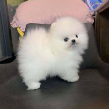 Pomeranian puppies for adoption(manuellajustin986@gmail.com)