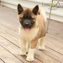 Akita For Sale