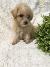 Bichpoo For Sale