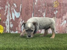 Blue Heeler For Sale