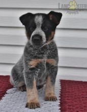 Blue Heeler For Sale