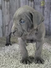 Cane Corso (Italian Mastiff) For Sale