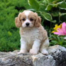 Cavachon For Sale