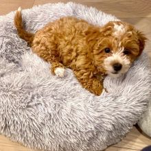 Cavapoo puppies for adoption in a new home,,email me urgently on (manuellajustin986@gmail.com)