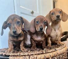 C.K.C MALE AND FEMALE DACHSHUND PUPPIES AVAILABLE