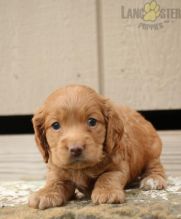 Co.ckapoo For Sale