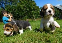 cute beagle puppies for free adoption