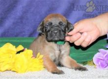 English Mastiff For Sale