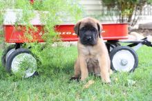 English Mastiff For Sale