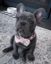 Frenchi bulldog puppies for adoption Email address (manuellajustin986@gmail.com)