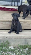 Great Dane For Sale