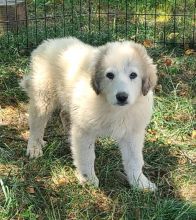 Great Pyrenees For Sale